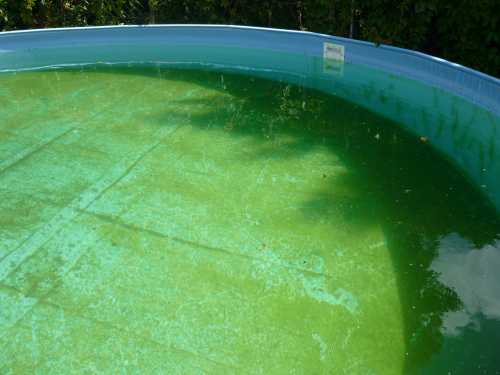 Algen innerhalb des Swimmingpool: Arten und Arten der Bewirtschaftung der Algen